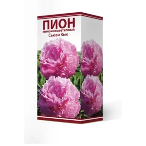 Пион травянистый Сьюзи Кью луковица 2-3 83600329 STLM-2137948