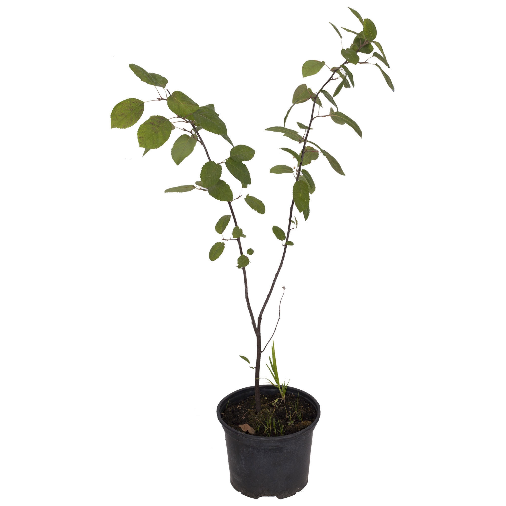 Саженец ирги Santreyd - декоративный кустарник с плодами 16572484 STLM-0006935