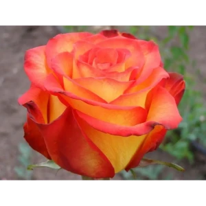 Роза флорибунда Циркус ø15 h30 см 85589124 STLM-2148547