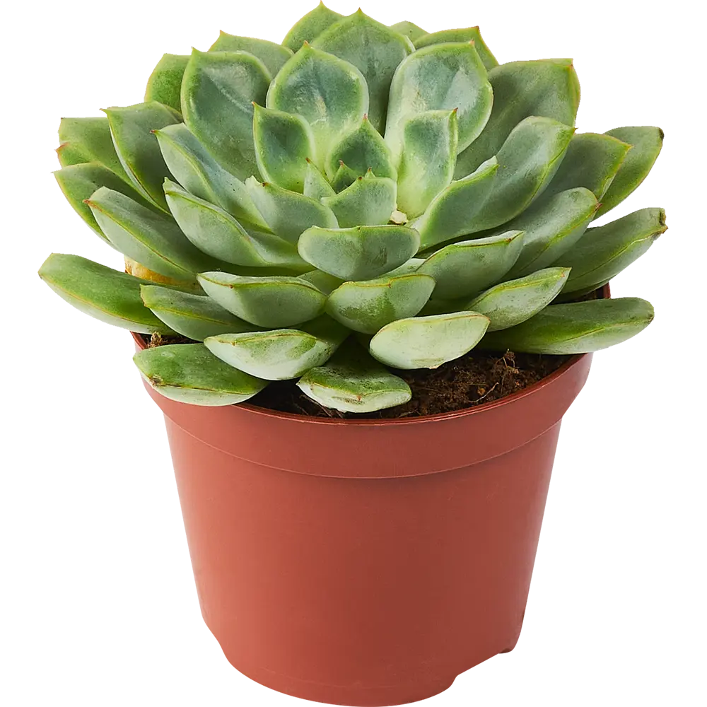 Santreyd Эхеверия микс - суккулент в виде каменной розы 85325021 STLM-0061571