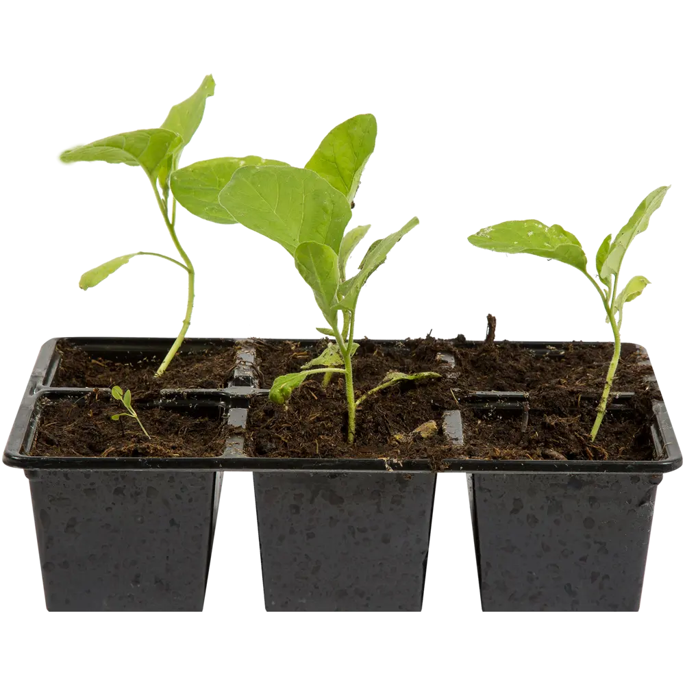 Баклажан «Меч самурая» Santreyd STLM-2001316