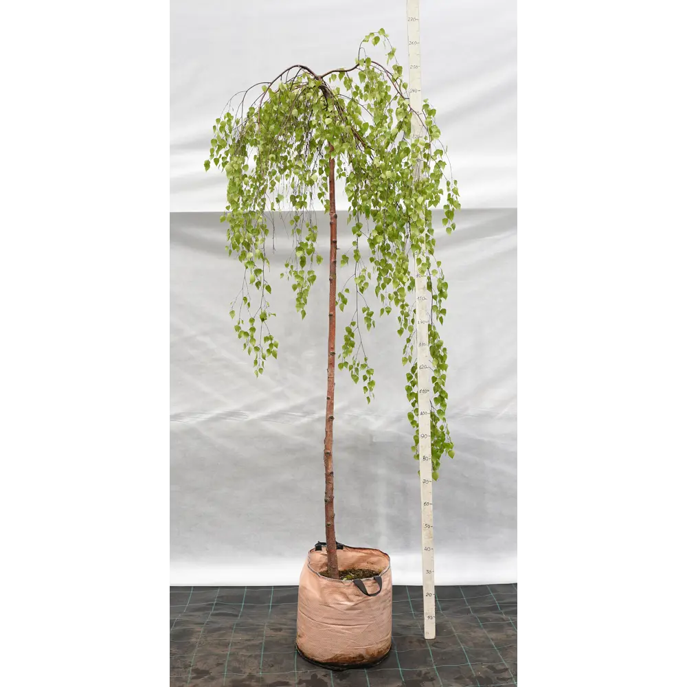 Береза повислая штамбовая «Юнги» 40x200-250 см 82676702 STLM-2202731 Santreyd 