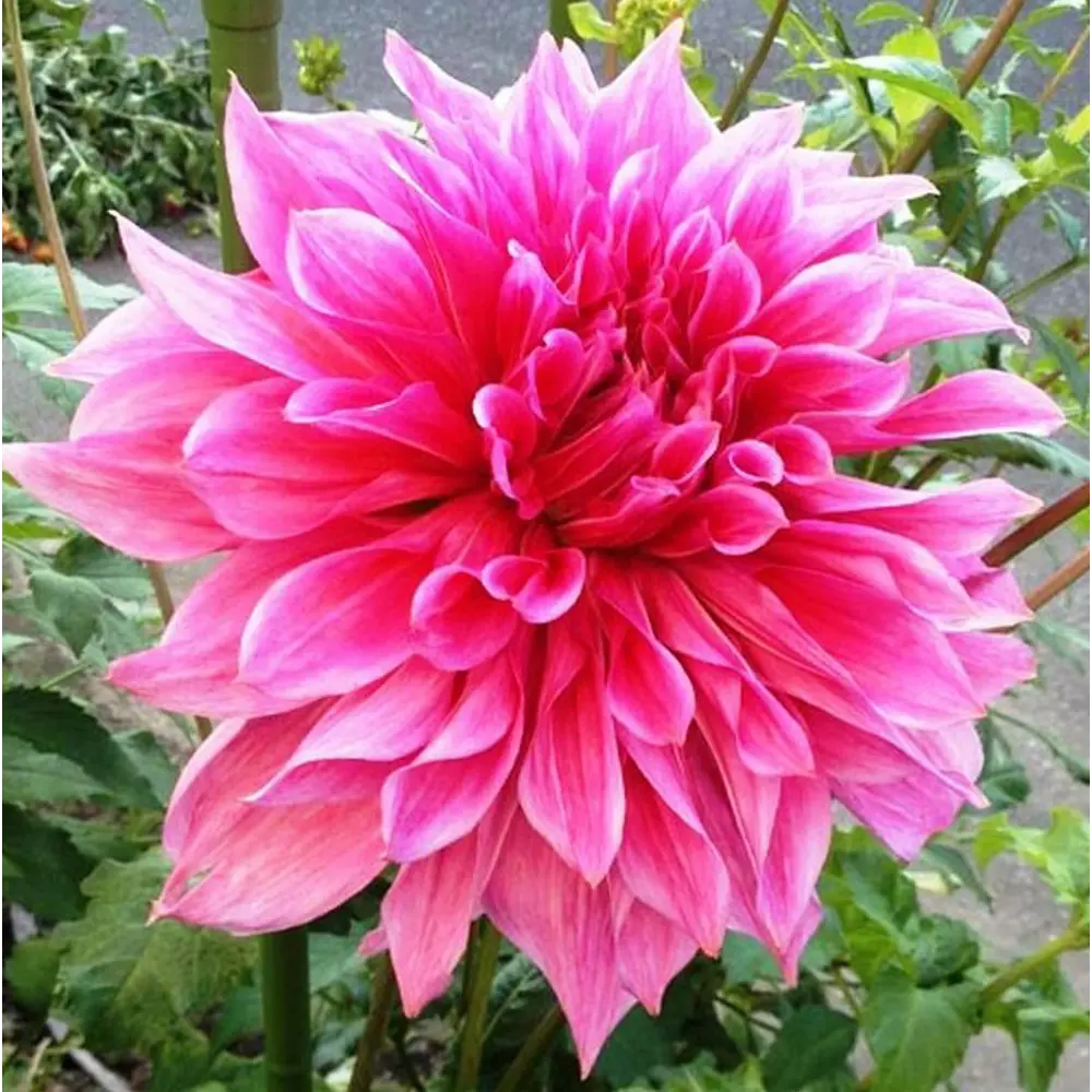 Георгина декоративная Маки 1 шт. 83628425 STLM-2152457 BLOOMING LIFE 