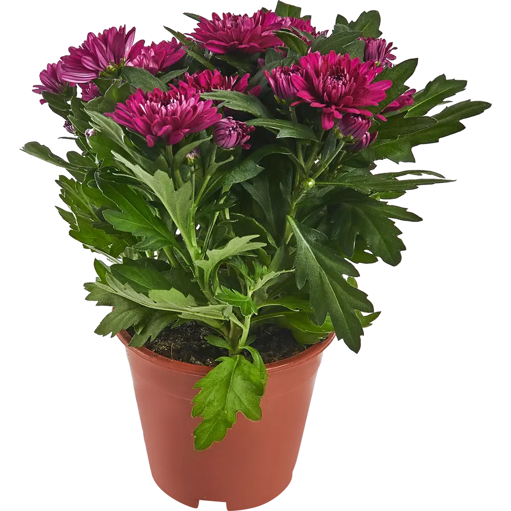 Хризантема Грандесса микс 13x30 см 82141732 STLM-2105749 Santreyd 