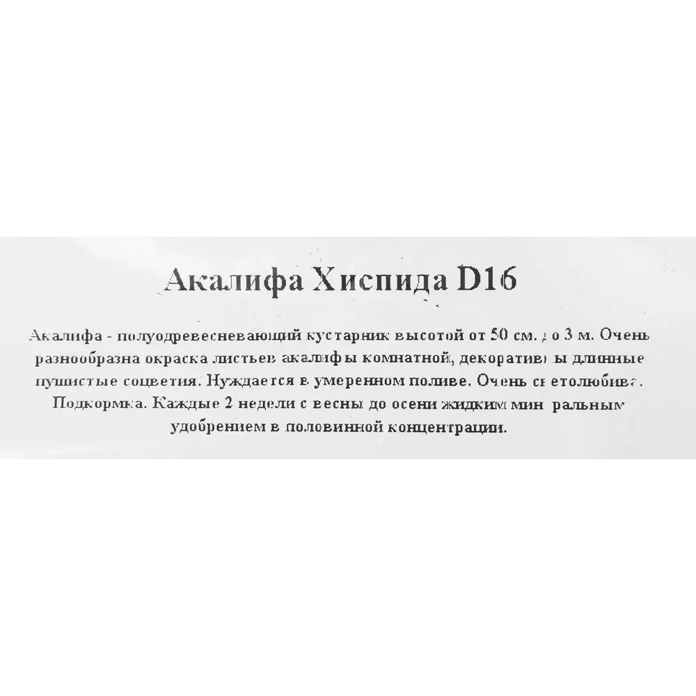 Santreyd Акалифа с красными соцветиями в кашпо 16×25 см 82649974 STLM-0032829 - Вид №2