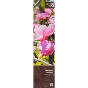 Магнолия Сьюзана в тубе Цветочный альянс 83761646 STLM-2171132