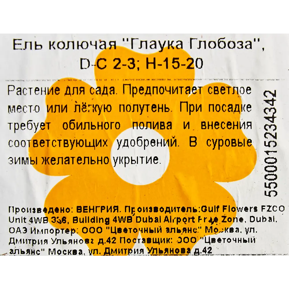 Ель колючая «Глаука Глобоза» 17x15 см 82601624 STLM-2084819 Santreyd  - Вид №1
