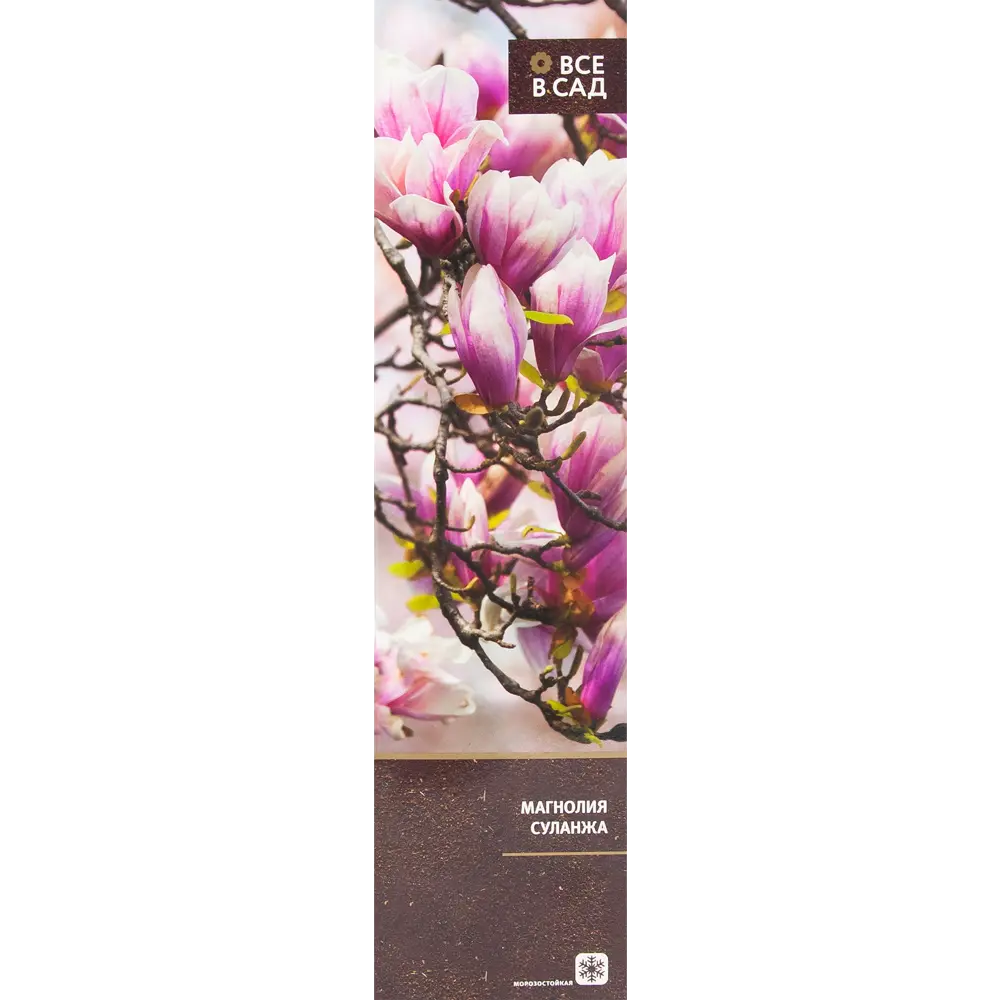 Магнолия суланжа в тубе 82539521 STLM-2067748 ВСЕ В САД 