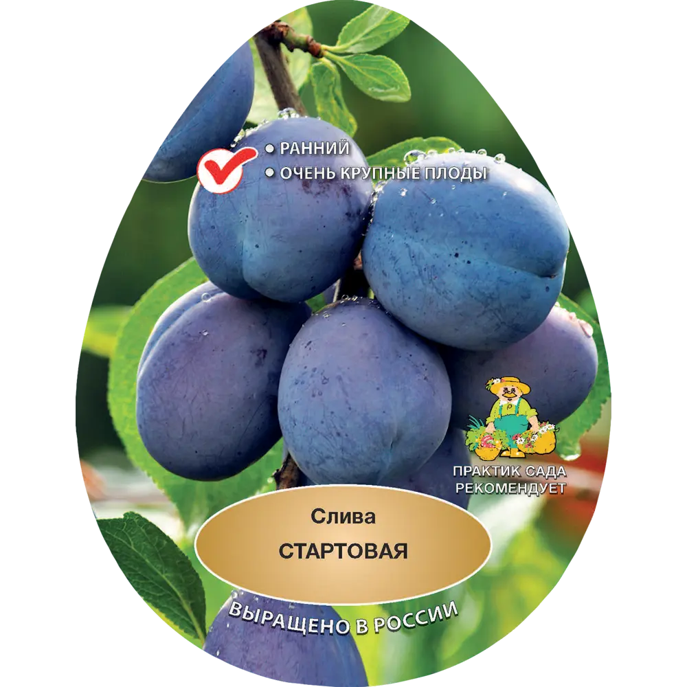 Слива Стартовая h200 см Поиск Инвест 84399321 STLM-2016120 Santreyd 
