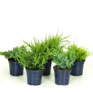 Можжевельник микс декоративный хвойный кустарник для ландшафтного дизайна 88947982