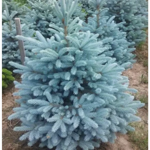 Ель колючая Кейбаб ø15 h40 см 84876362 STLM-2139522