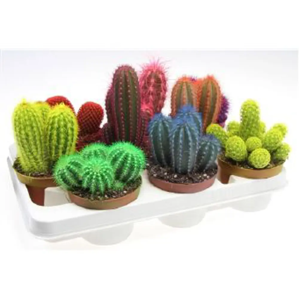 Santreyd Кактус Радуга — яркий суккулент для интерьера 85062777 STLM-0058111 - Вид №2