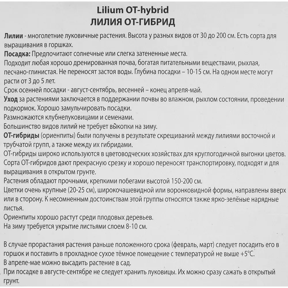 Лилия от-гибрид Ханимун 85205720 STLM-2212284 ПОИСК  - Вид №2