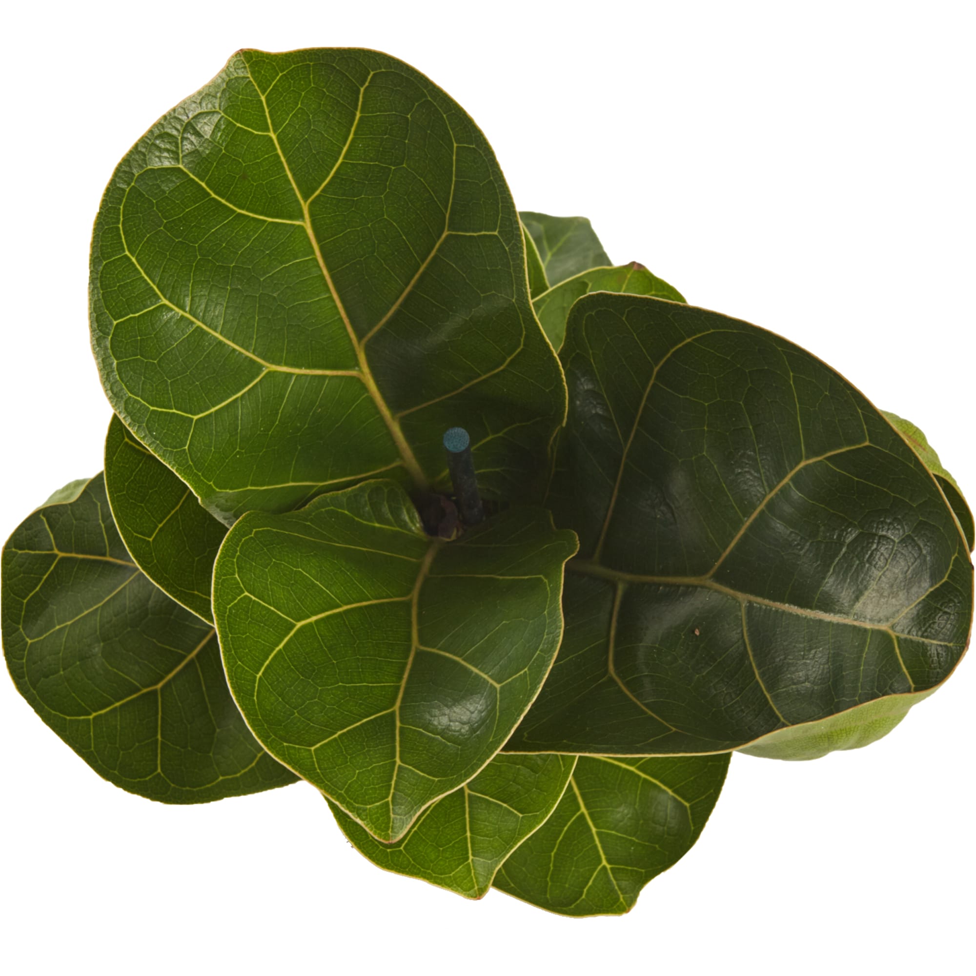 82399591 Фикус Лирата Бамбино 12x34 см Santreyd  - Вид №1