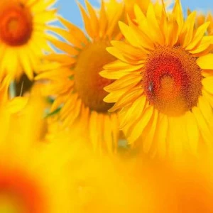 WP02119 Фотообои Verol Фотообои decoline 1х1 м