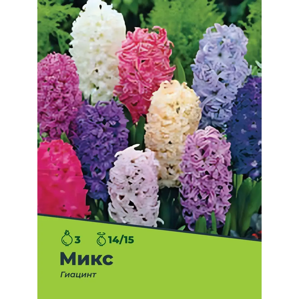 Гиацинт микс луковицы 14/15, 3 шт. 89049671 STLM-2168291 Santreyd  - Вид №1