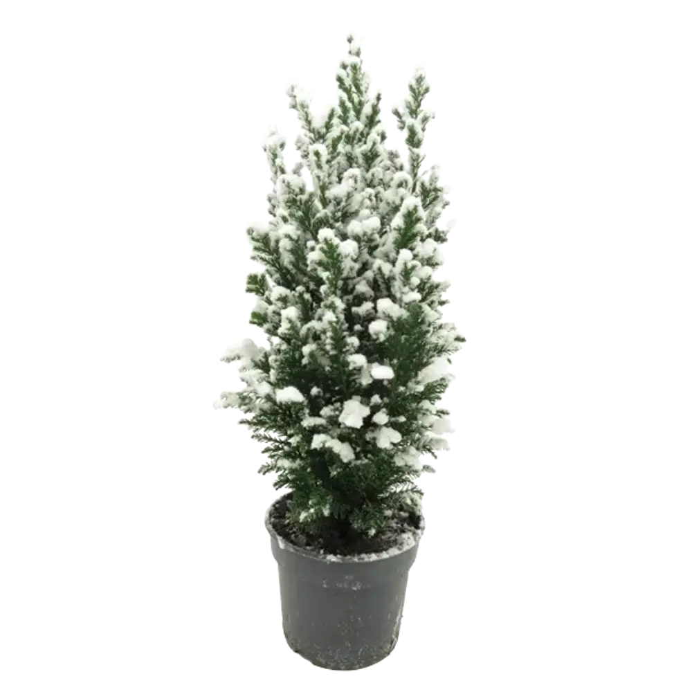 Кипарисовик Лавсона Элвуди снежный ø9 h38 см Santreyd STLM-2046005