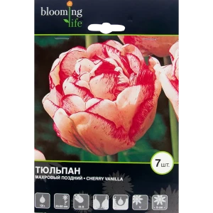 Тюльпан Черри Ванила 12/+, 7 шт 17977441 STLM-2017745
