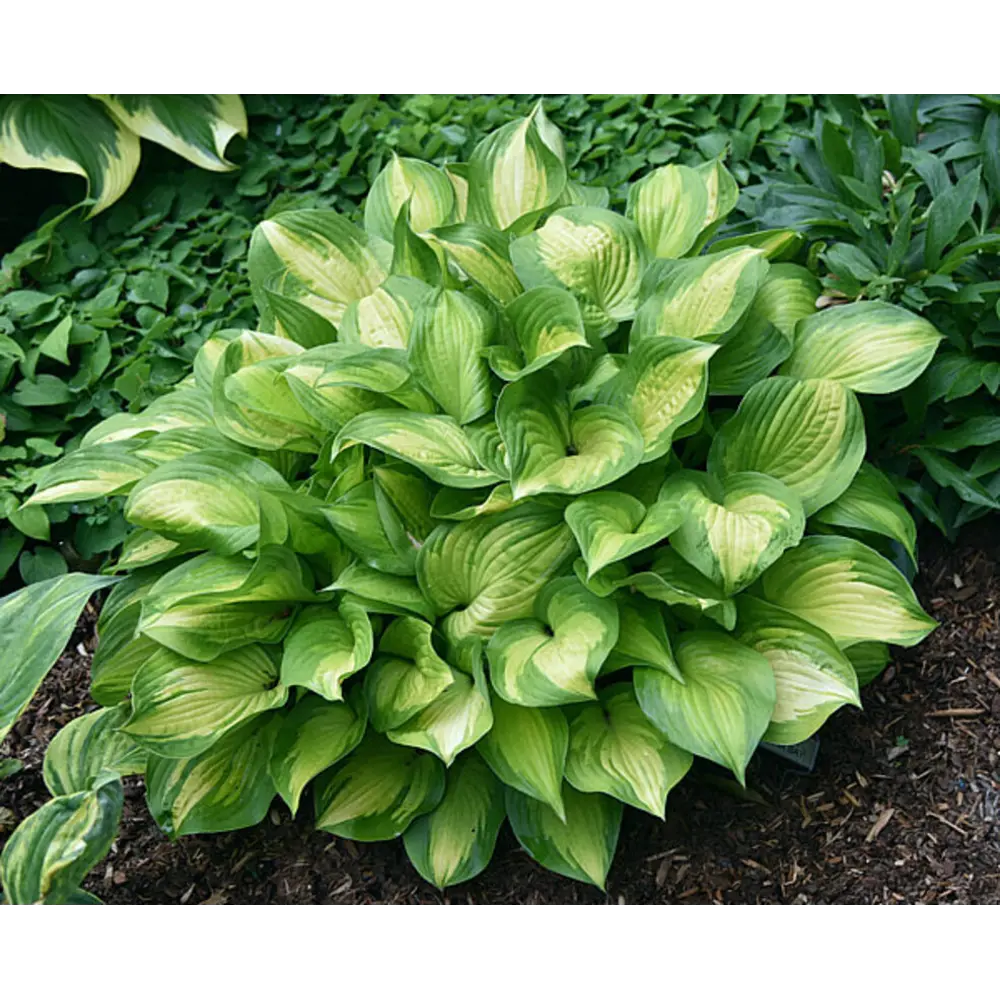 Хоста Лэйксайд Банана Бэй луковицы 1 Santreyd STLM-2025511