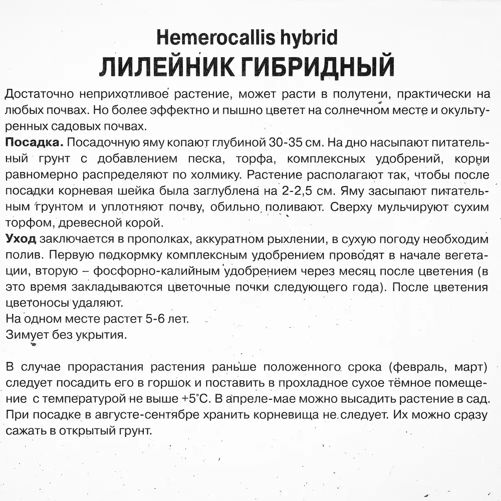 Лилейник гибридный «Блэк Айд Сьюзан», 1 шт. 82118724 STLM-2026768 Santreyd  - Вид №1