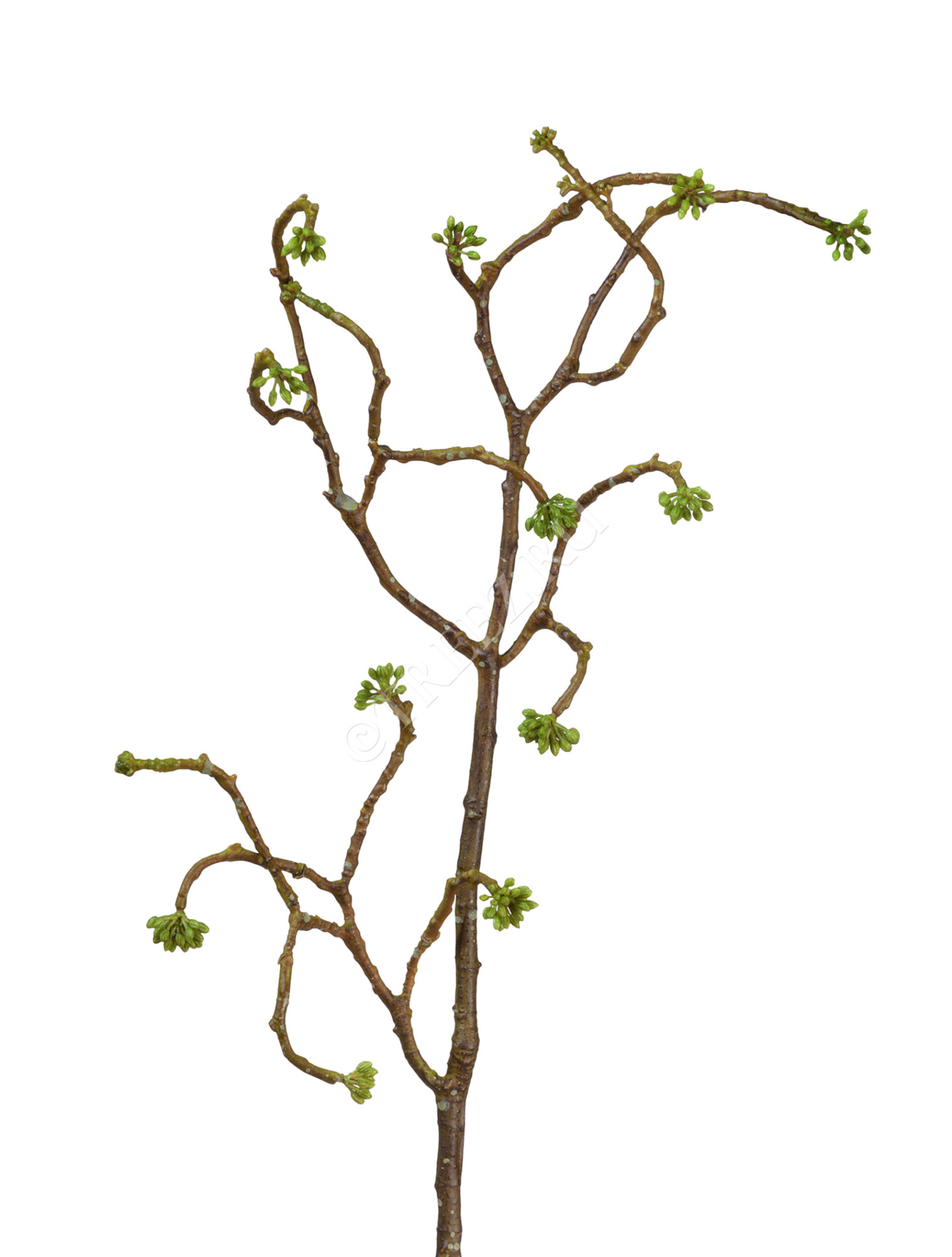 30.0613212 Ветка декоративная с зелёными почками Цветочная коллекция 