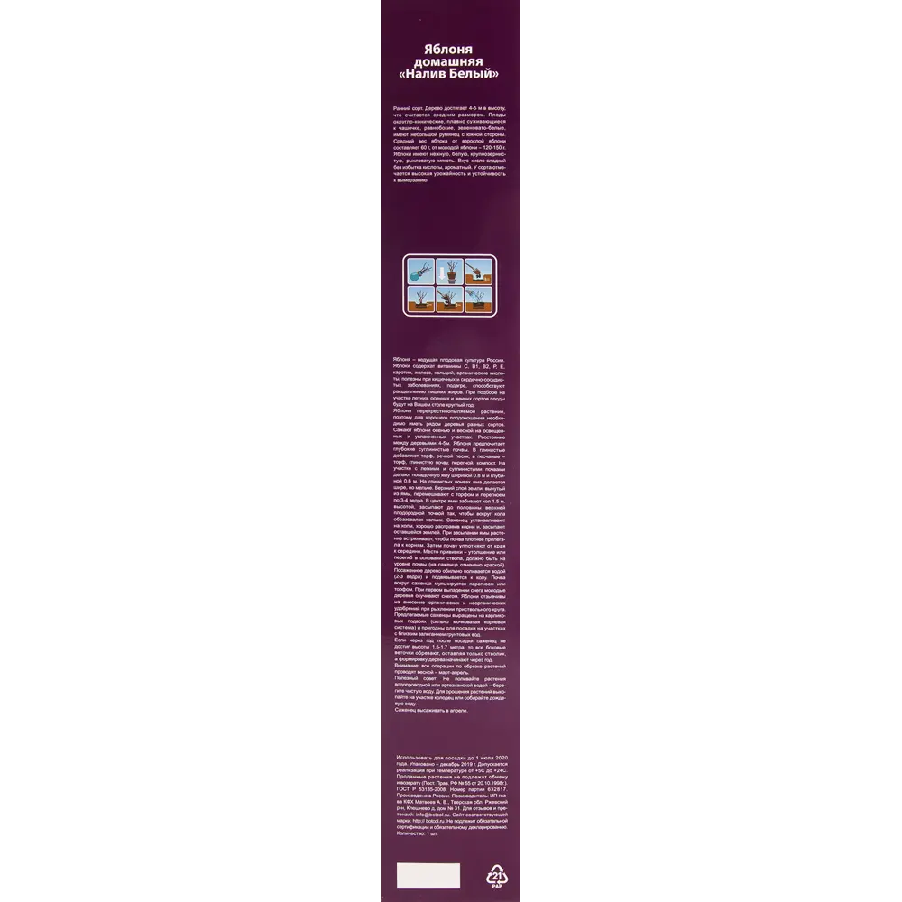 Яблоня домашняя Белый налив в тубе 82539581 STLM-2210497 BOTANIC COLLECTION  - Вид №2