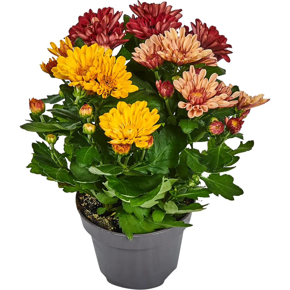 Santreyd Хризантема Карнавал микс - комнатное цветущее чудо 82579930 STLM-0030541
