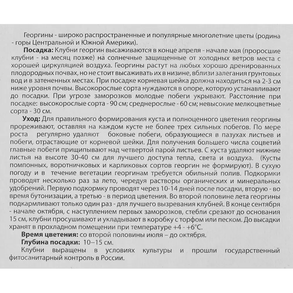 Георгина декоративная Санмастер 1 шт. 83628452 STLM-2132213 BLOOMING LIFE  - Вид №2