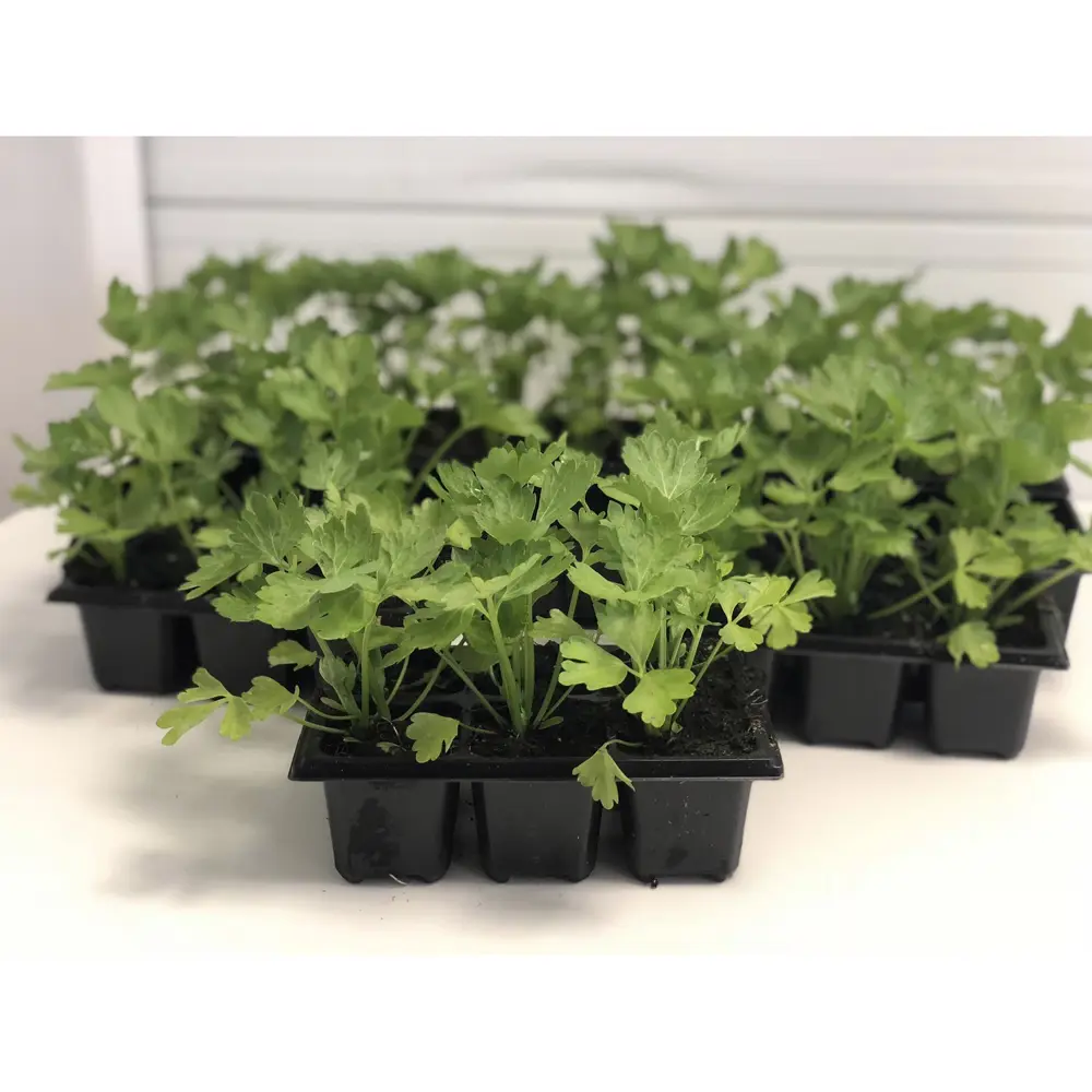 Петрушка в кассете, 6 шт Santreyd STLM-2109246 - Вид №1