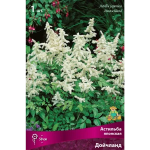 Астильба японская «Дойчланд» разбор I 82661815 STLM-2179424
