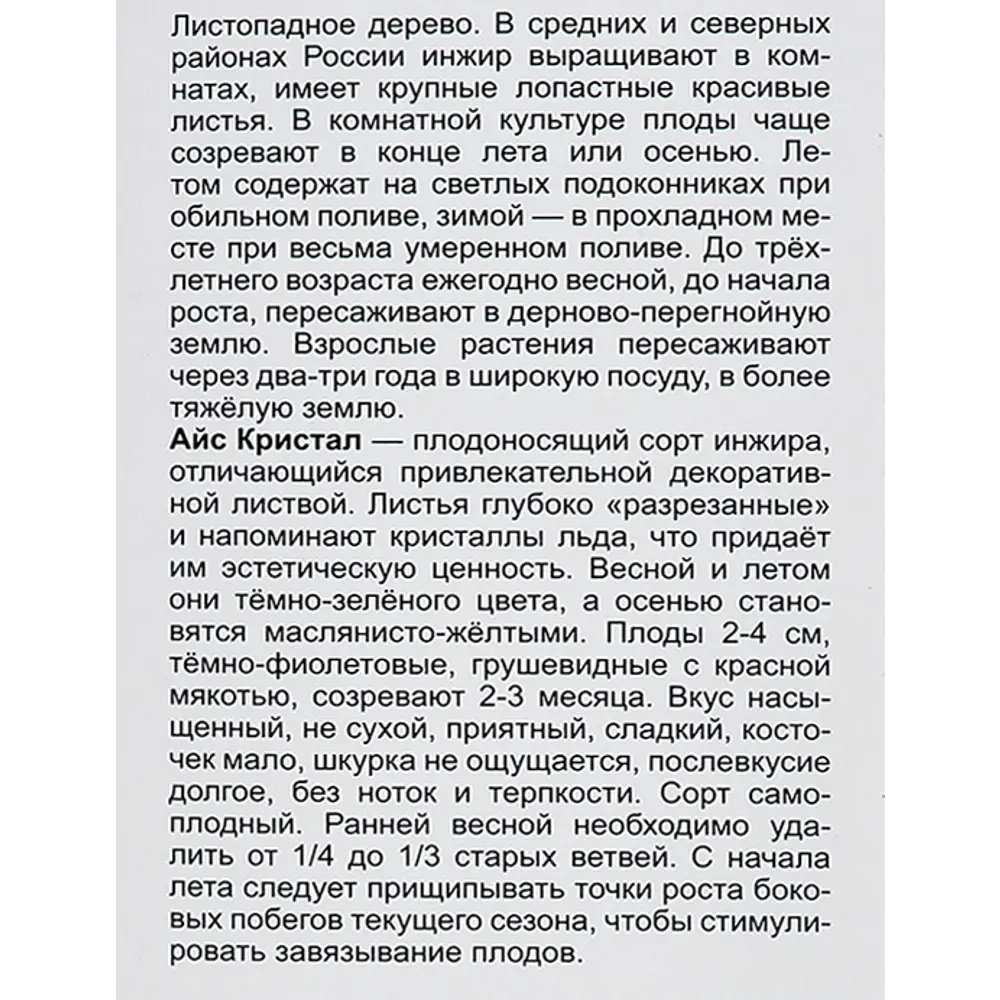 Инжир Айс Кристал h40 см 86543985 STLM-2023235 Santreyd  - Вид №3