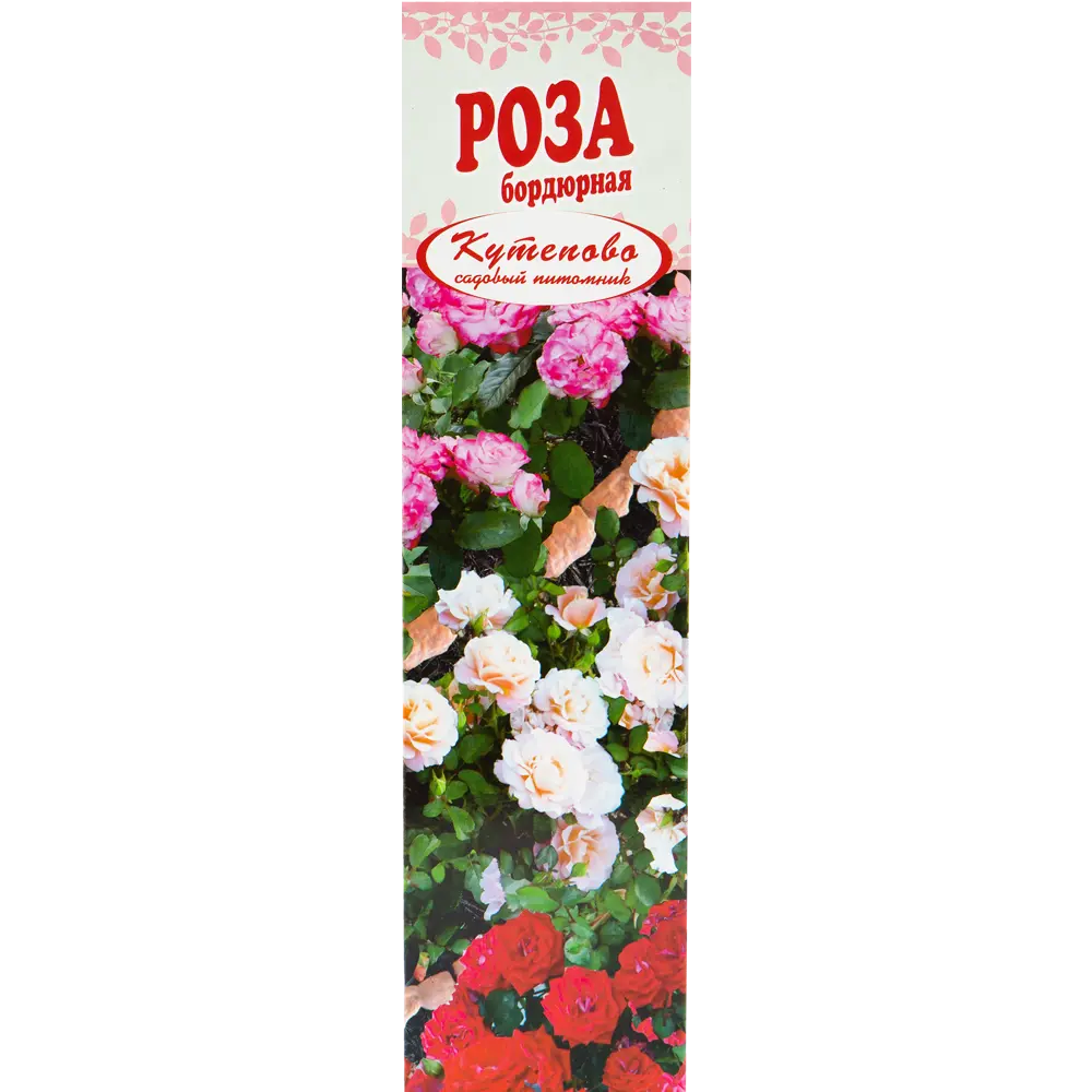 Роза бордюрная «Литл Баккаро» в коробке 82155313 STLM-2057764 Santreyd 