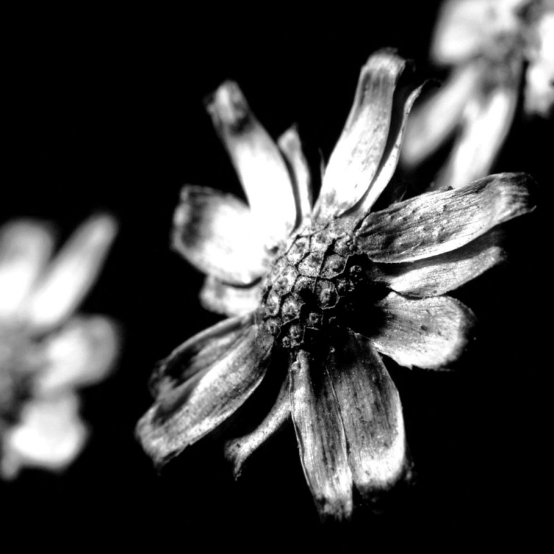 0438/C Картина 0438 Adriani e Rossi 