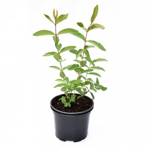 85325434 Жимолость приморская Серотина ø17 h30 см