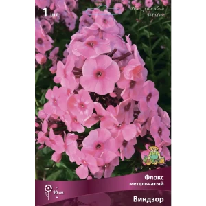 Флокс метельчатый Виндзор 1 шт. 83588553 STLM-2077421