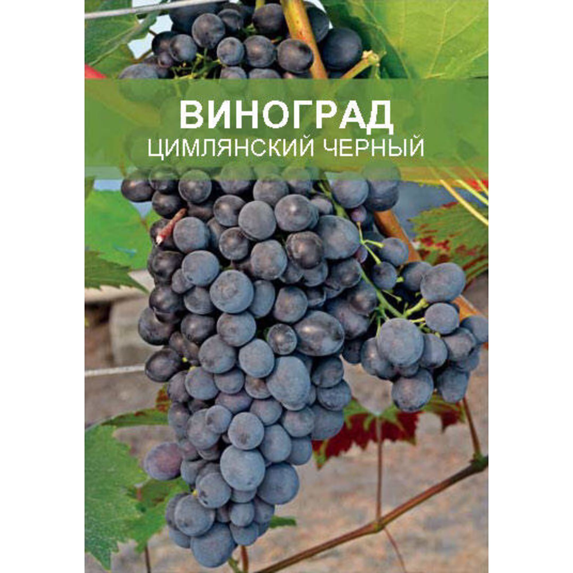 85670465 Виноград Цимлянский черный ø15 h50 см Santreyd  - Вид №1