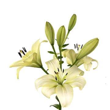 Лилия азия требьяно 90 см Santreyd 24171