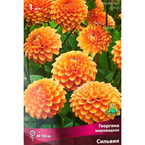 Георгина шаровидная Сильвия 89351773 STLM-2047804