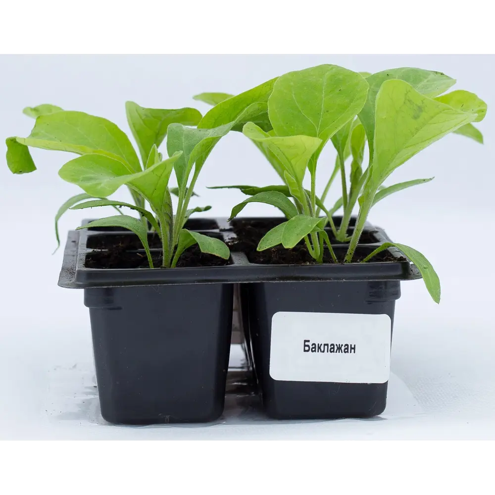 Баклажан h15 см Santreyd STLM-2145576