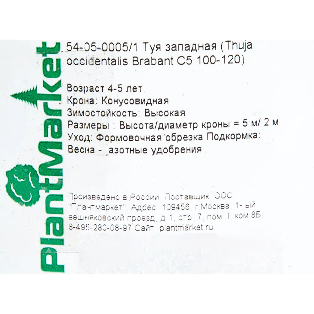 Туя западная «Брабант» С5 100-120 см, цвет зелёный 81969342 STLM-2103913 PLANTMARKET  - Вид №1