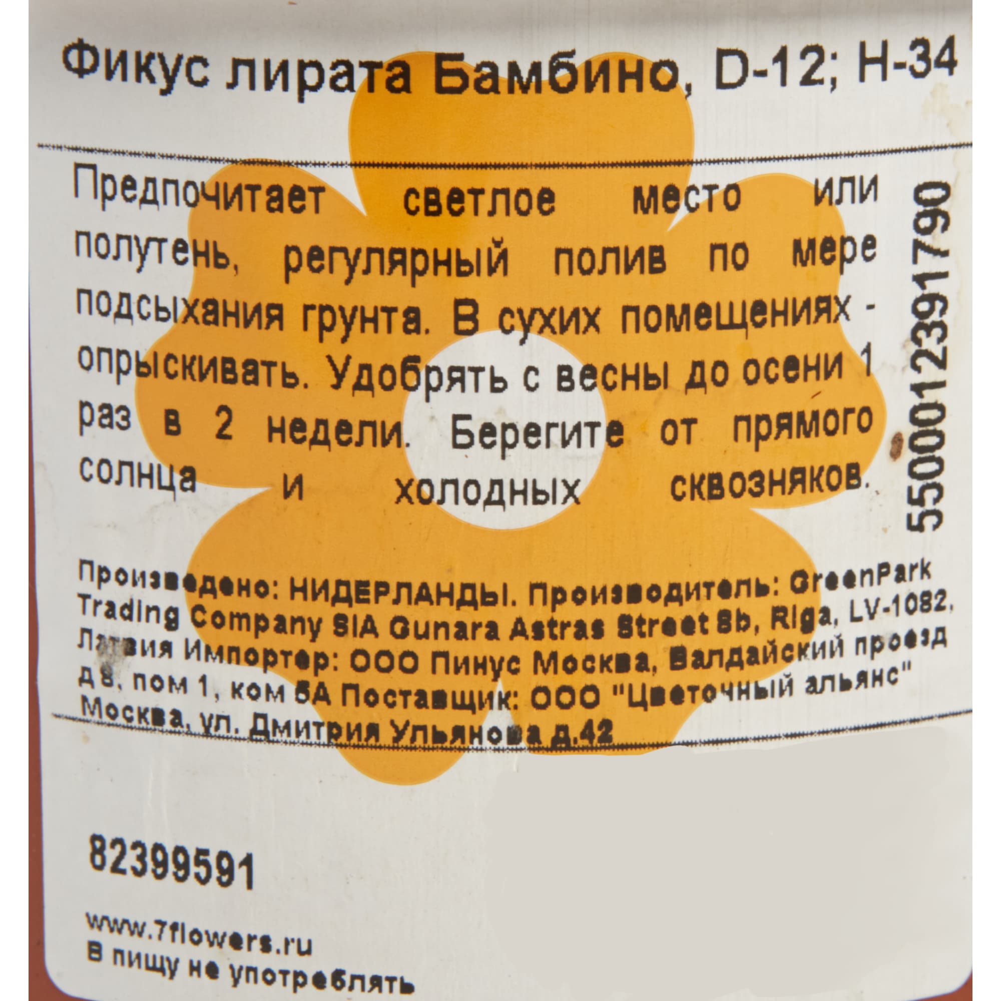 82399591 Фикус Лирата Бамбино 12x34 см Santreyd  - Вид №2