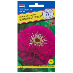 Цинния изящная «Пурпурный принц»