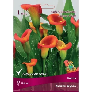 Калла Кэптин Фуэго луковица 14/16 83598109 STLM-2008554