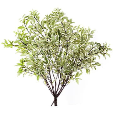 Листья питтоспорум нигра кустовые 40 см Santreyd 26384