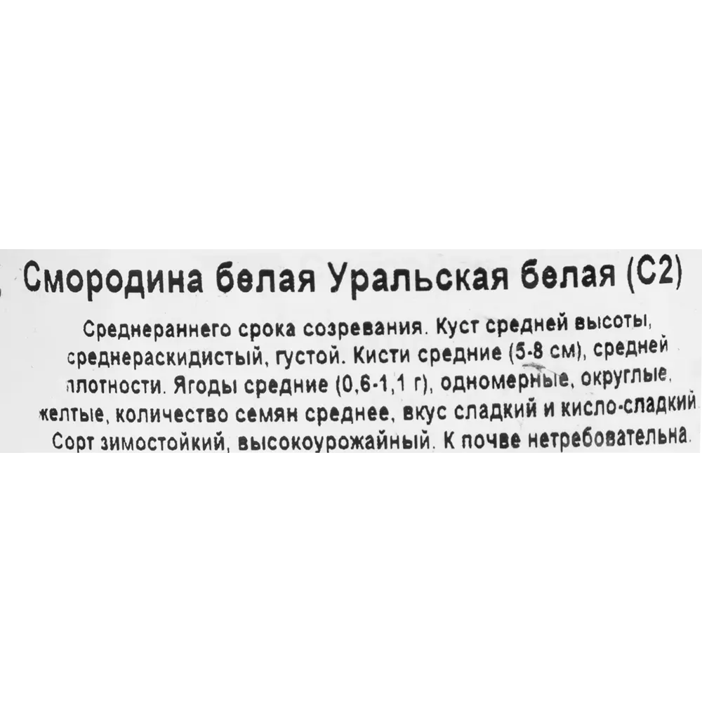Смородина белая Уральская белая ø17 h30 см 85325559 STLM-2080031 Santreyd  - Вид №1