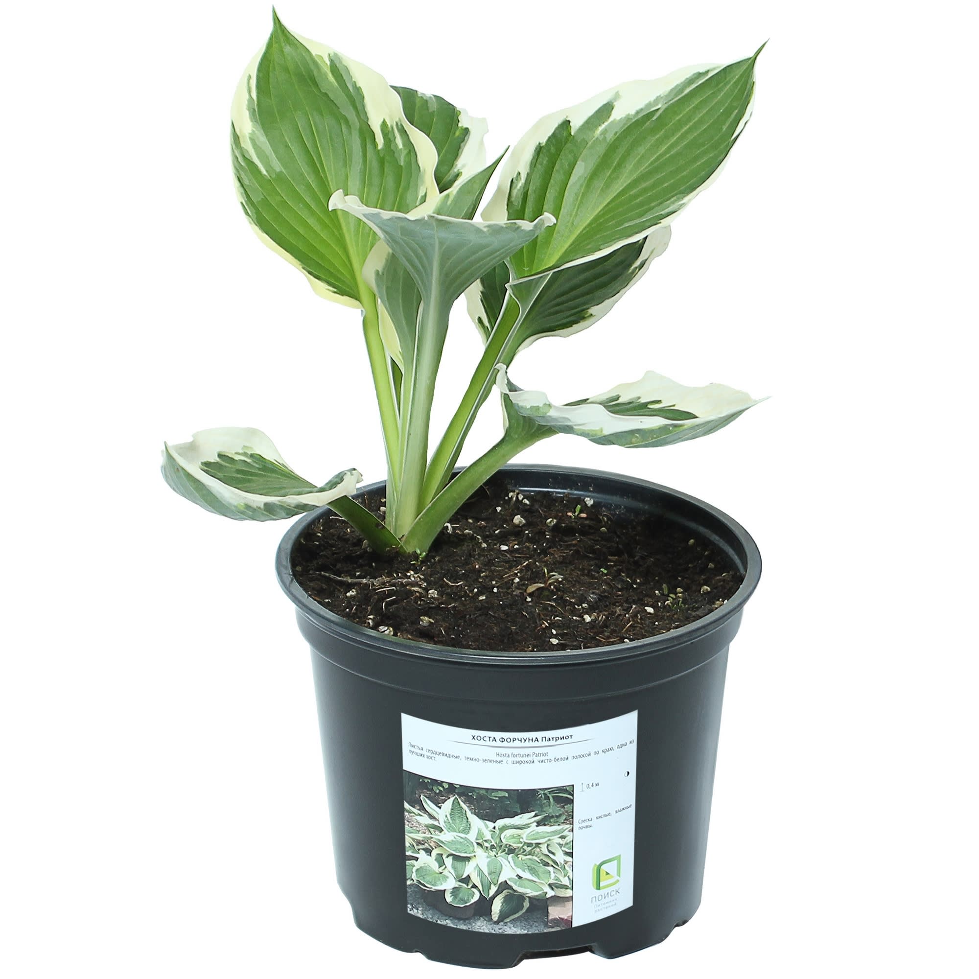 81968611 Хоста Форчуна «Патриот», контейнер 1.5 л Santreyd 