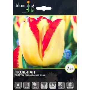 Тюльпан Кейп Таун 12/+, 7 шт 16397778 STLM-2069135