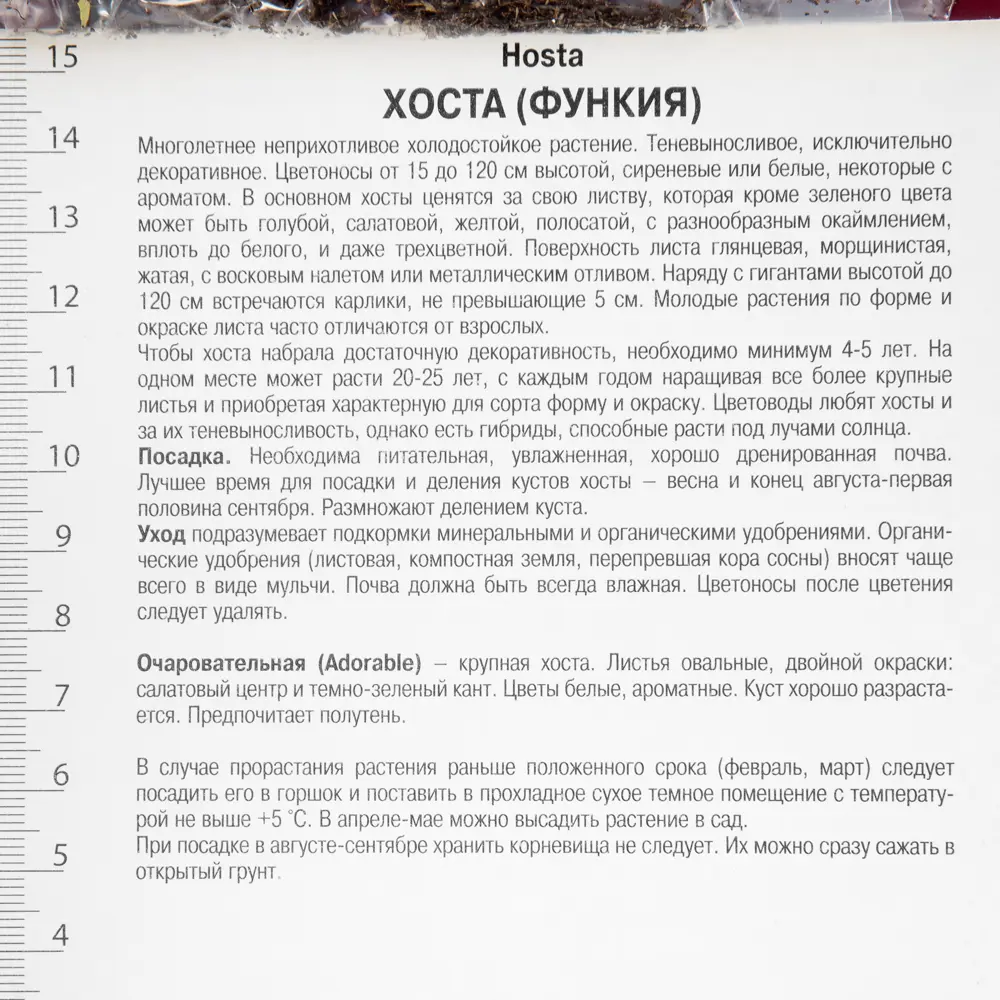 Хоста гибридная «Адорабл», 1 шт Santreyd STLM-2129744 - Вид №2