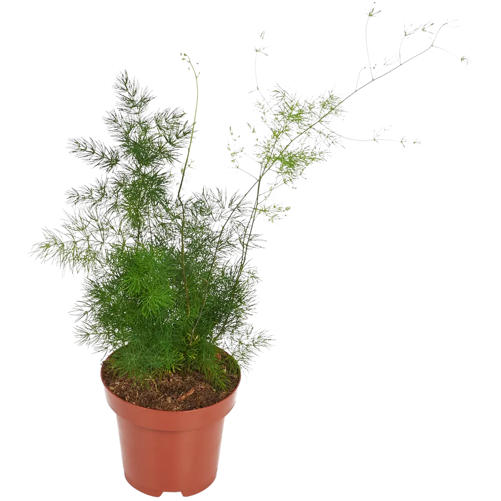 Аспарагус микс ø12 h35 см Santreyd STLM-2166277