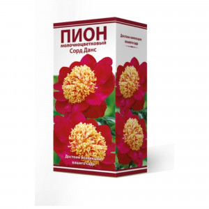 83600326 Пион травянистый Сорд Данс луковица 2-3